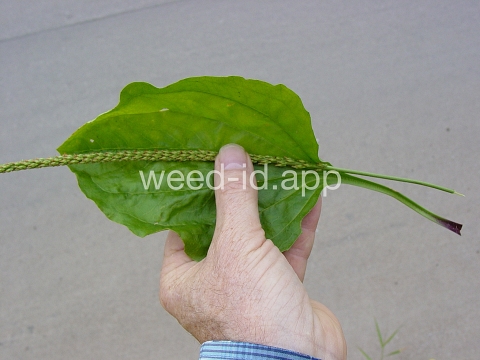 plantain, blackseed